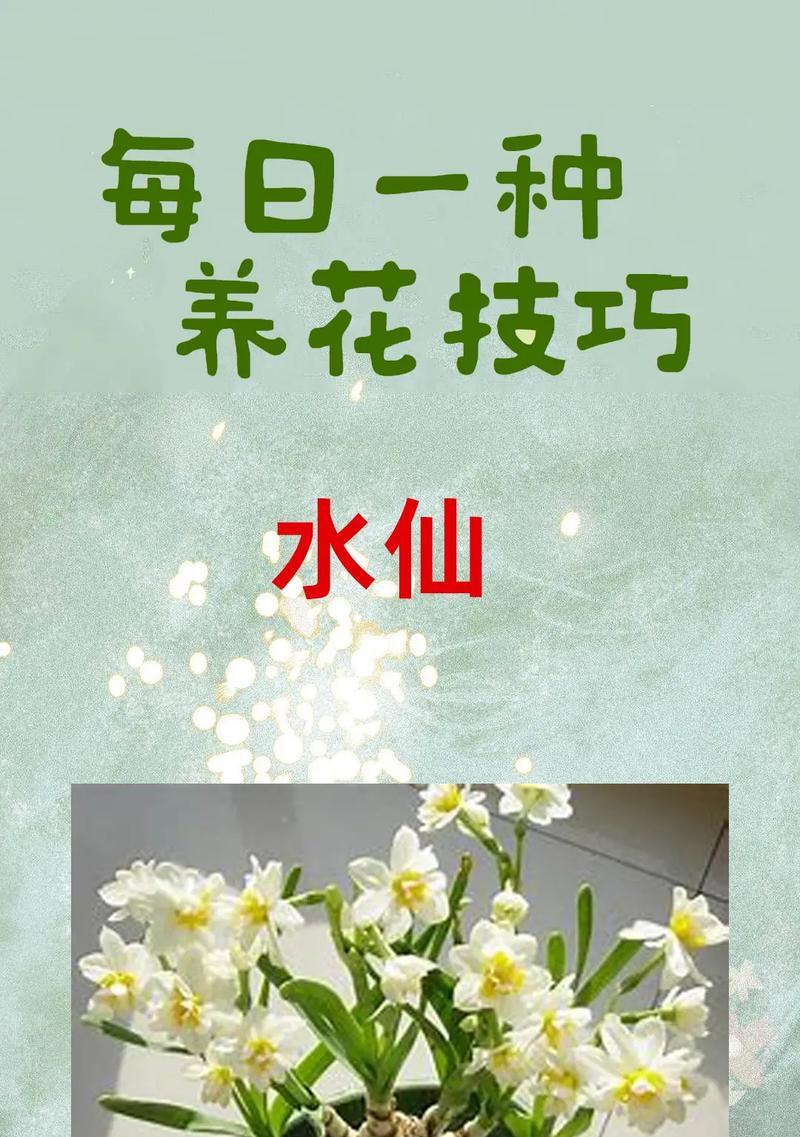 水培的花有哪些？水培花卉的养护和管理技巧是什么？