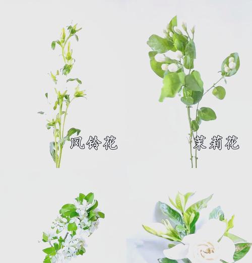 水培的花有哪些？水培花卉的养护和管理技巧是什么？