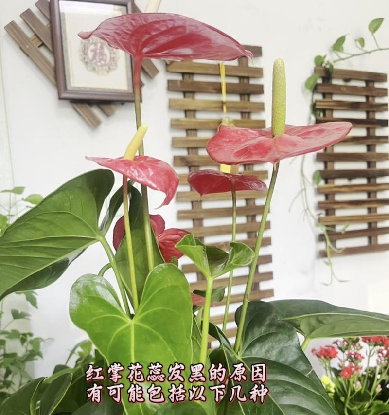 红毛掌的养殖技巧和常见问题解答？