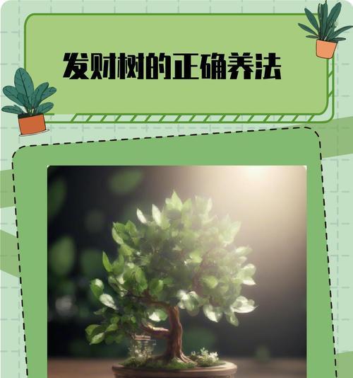 招财树的养殖方法是什么？