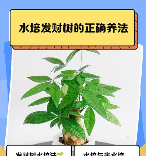 招财树的养殖方法是什么？