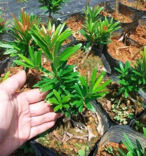 罗汉松盆景制作方法和技巧是什么？