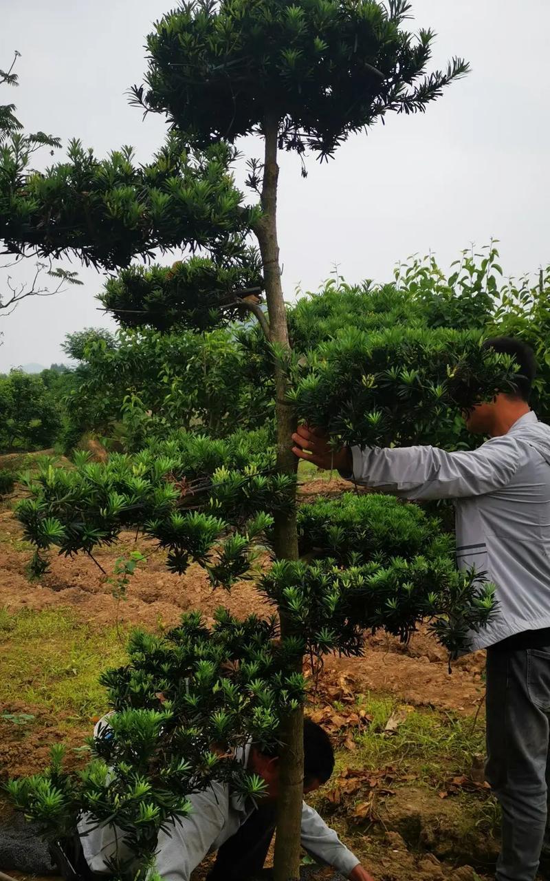 罗汉松盆景制作方法和技巧是什么？