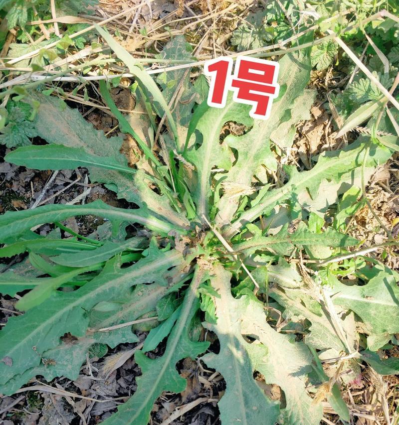 哺公英的特征是什么？