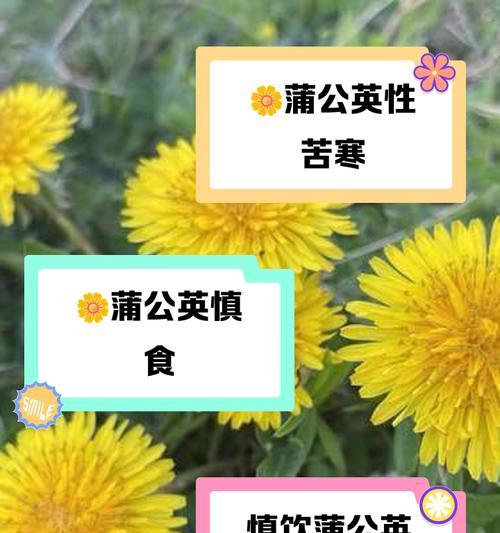 哺公英的特征是什么？