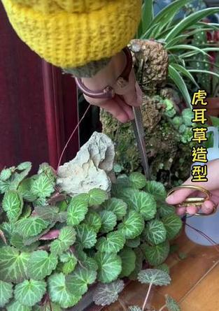 金丝荷叶花的养殖方法是什么？如何保持其美观？