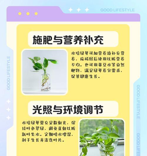 绿萝移植的正确步骤和注意事项是什么？