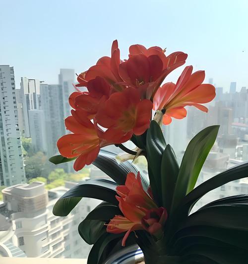 珍贵花卉品种大全是什么？如何挑选和养护珍贵花卉？