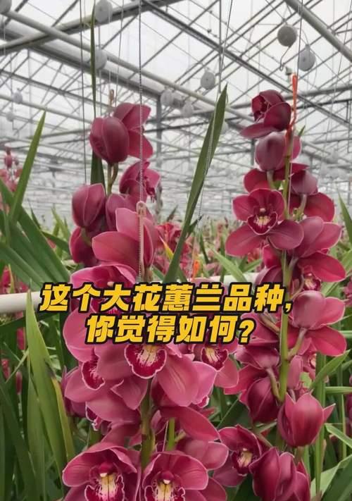珍贵花卉品种大全是什么？如何挑选和养护珍贵花卉？