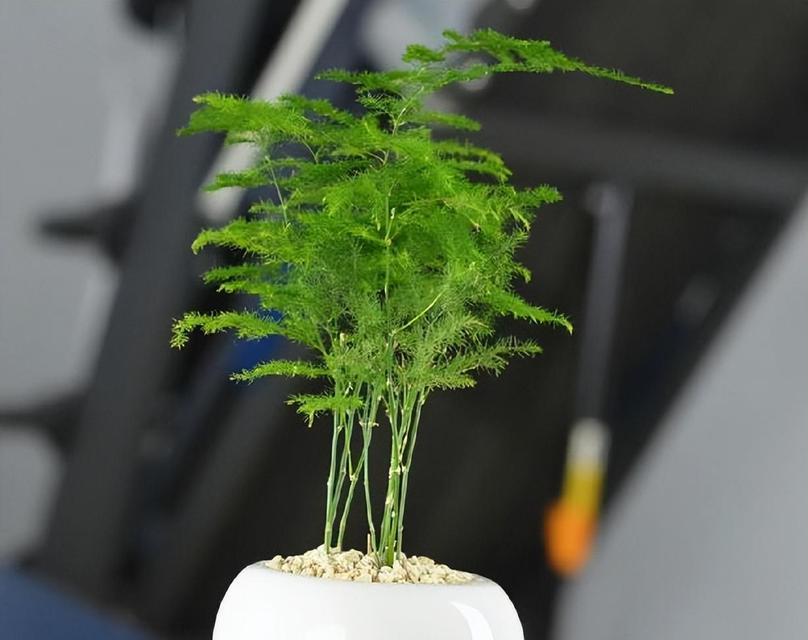 文竹摆放的最佳位置是什么？文竹放在哪里最合适？