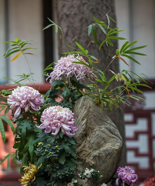菊花开放的条件和如何促进开花？