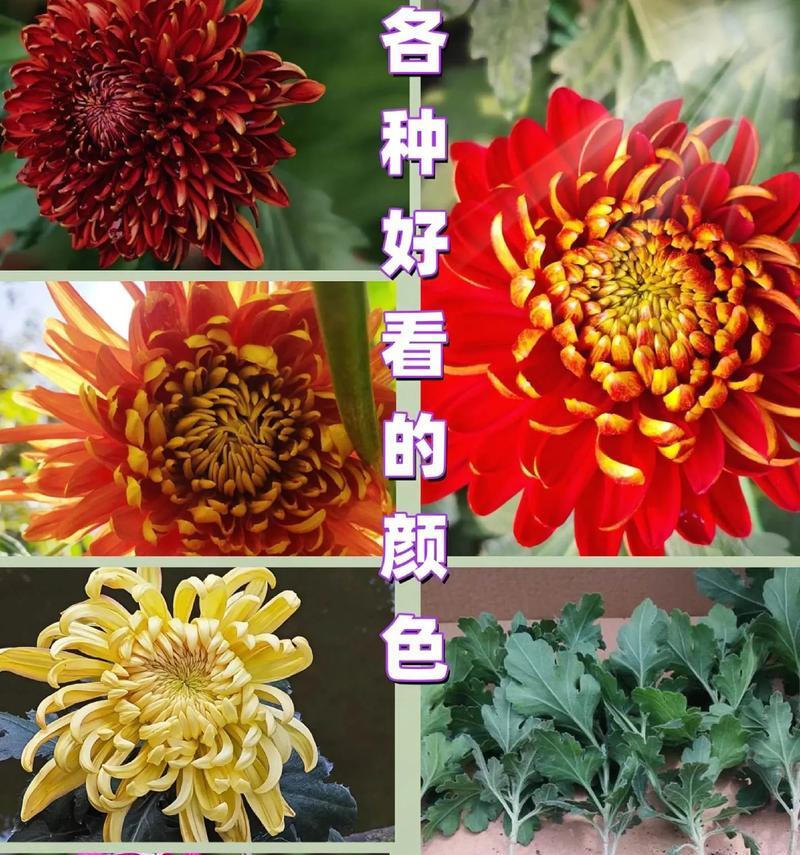 菊花开放的条件和如何促进开花？
