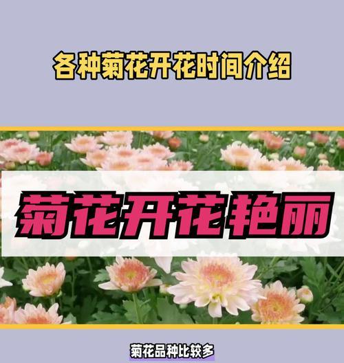 菊花开放的条件和如何促进开花？
