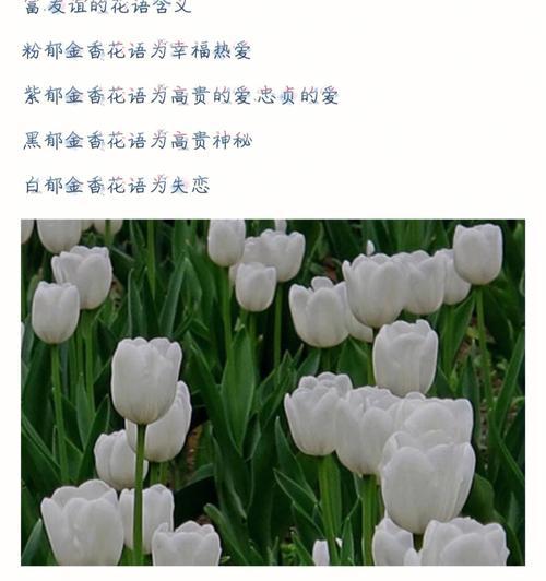 万象花卉怎么样？购买时需要注意什么？