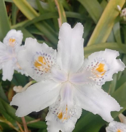 水仙花的种类有哪些？水仙花的花语和象征意义是什么？