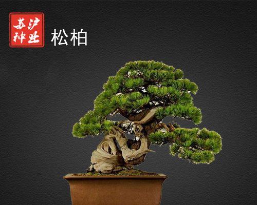 松柏种子播种步骤是什么？