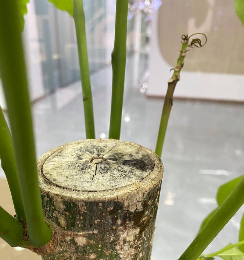 发财树叶变黄的解决办法？