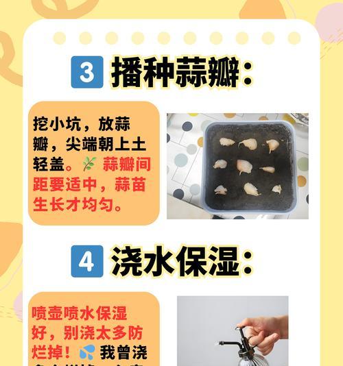 大蒜种植培育方法？如何获得高产？