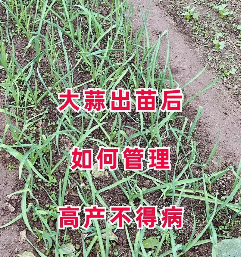 大蒜种植培育方法？如何获得高产？