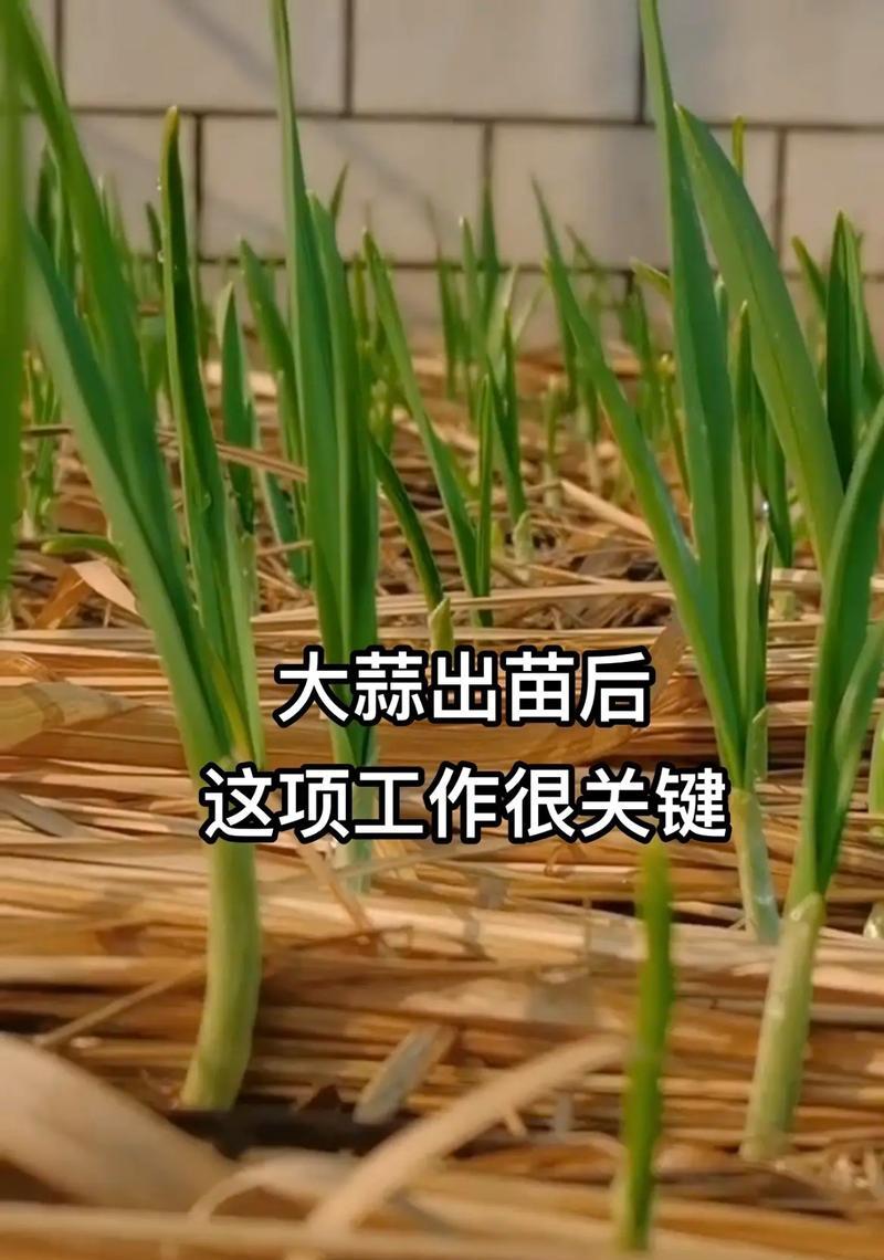 大蒜种植培育方法？如何获得高产？