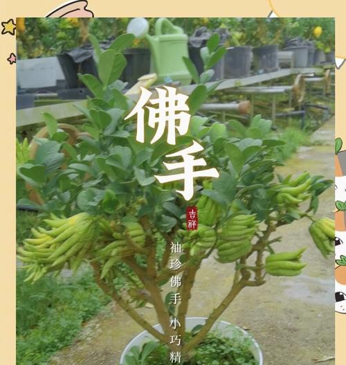 易种植的盆栽有哪些？它们的种植方法是什么？