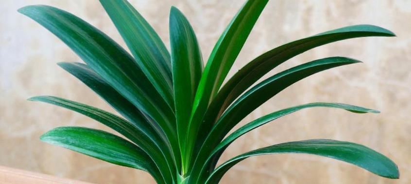 易种植的盆栽有哪些？它们的种植方法是什么？