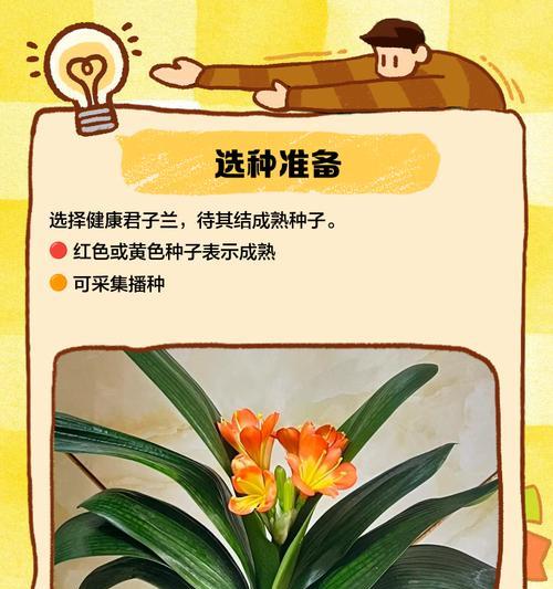 君子兰授粉的最佳时机和方法是什么？
