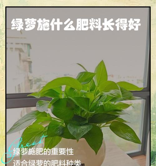 绿萝施肥技巧是什么？怎样施肥才能让绿萝更茂盛？