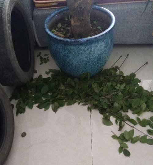 富贵树浇水过多的补救措施是什么？