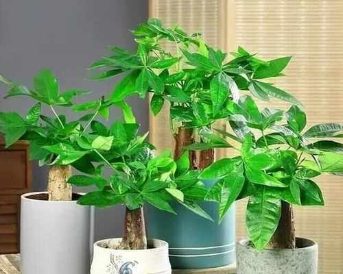 富贵树浇水过多的补救措施是什么？