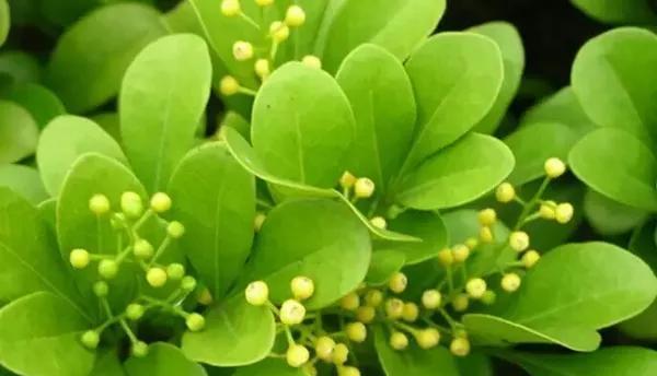 夏天有哪些花是容易养活的？