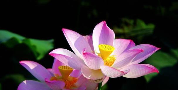 夏天有哪些花是容易养活的？
