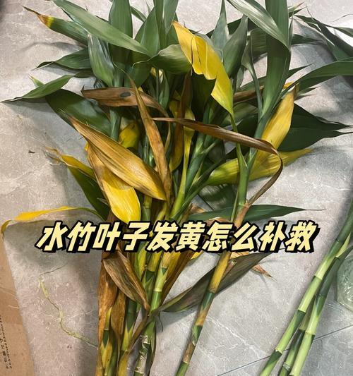 植物叶子变黄的原因有哪些？