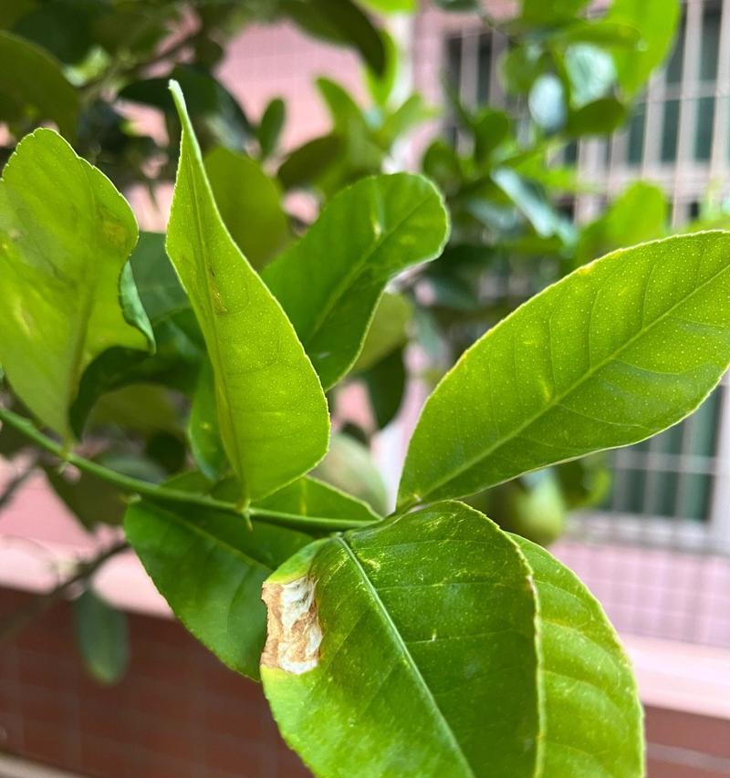 植物叶子变黄的原因有哪些？