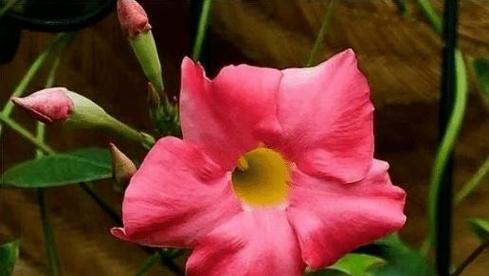 夏季适合种植哪些花卉？