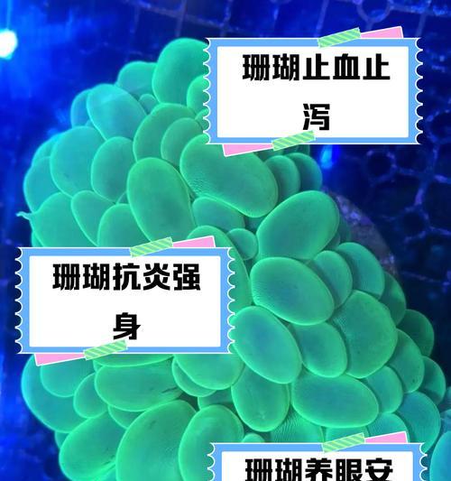 珊瑚养殖的要点和常见问题解答？