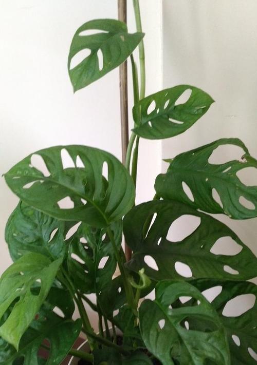 紫背竹芋的养殖技巧有哪些？