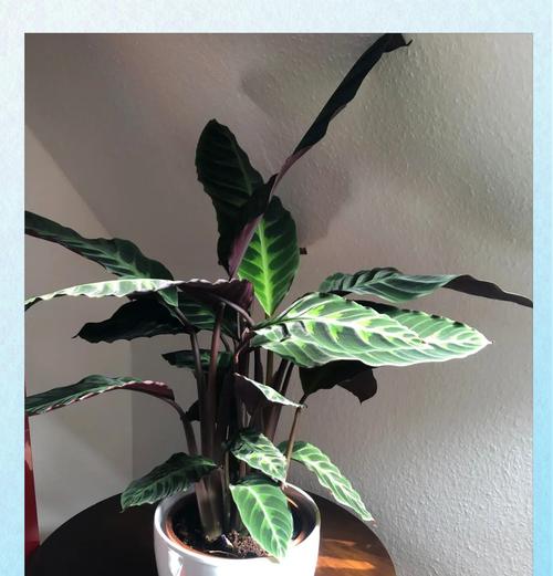 紫背竹芋的养殖技巧有哪些？