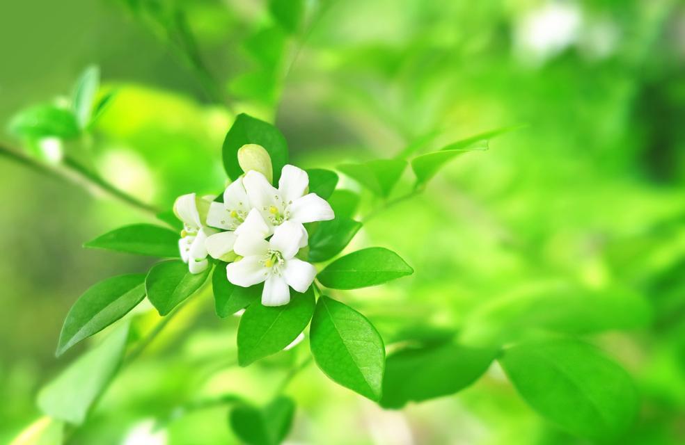 茉莉花摘心的最佳时机是什么时候？
