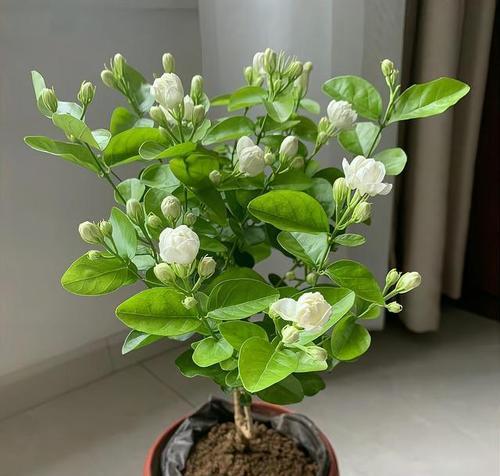 茉莉花摘心的最佳时机是什么时候？