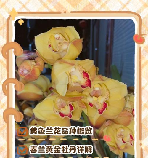 兰花品种繁多，都有哪些分类？