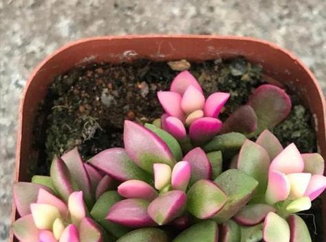 吹雪之松锦的养殖技巧？如何避免黄叶？