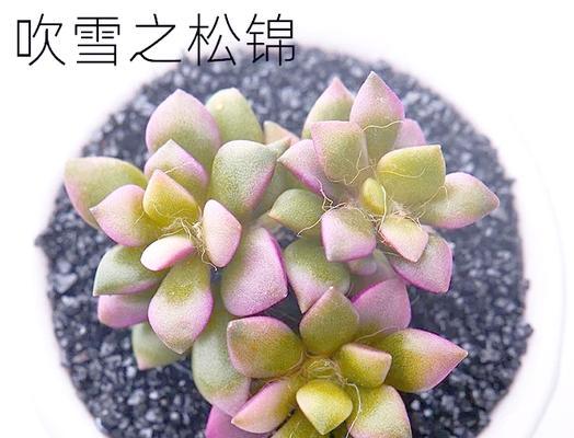 吹雪之松锦的养殖技巧？如何避免黄叶？