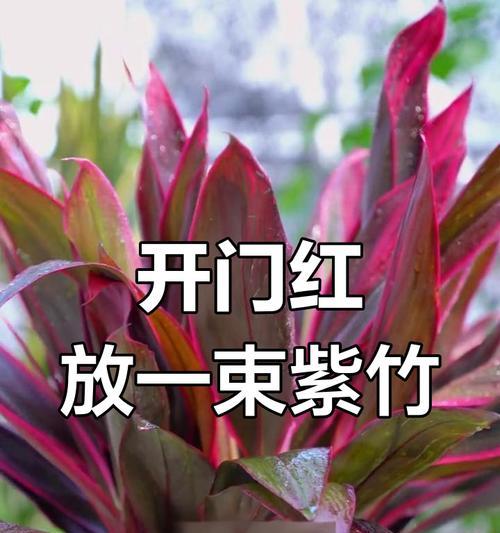 紫竹的养护方法是什么？如何让紫竹长得更茂盛？
