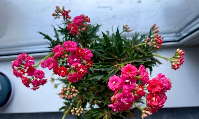 春节期间哪些花会盛开？