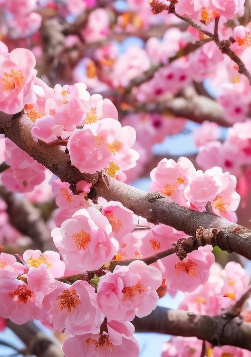 春节期间哪些花会盛开？