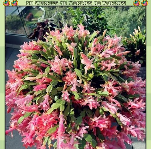 春节期间哪些花会盛开？