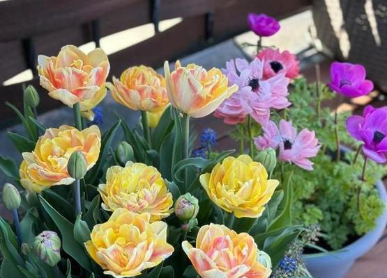 室内适合养哪些花？室内花卉养护的建议是什么？