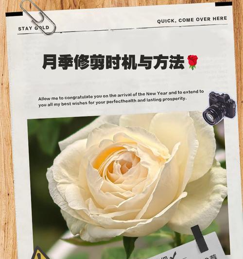修剪玫瑰花的最佳时机是什么时候？