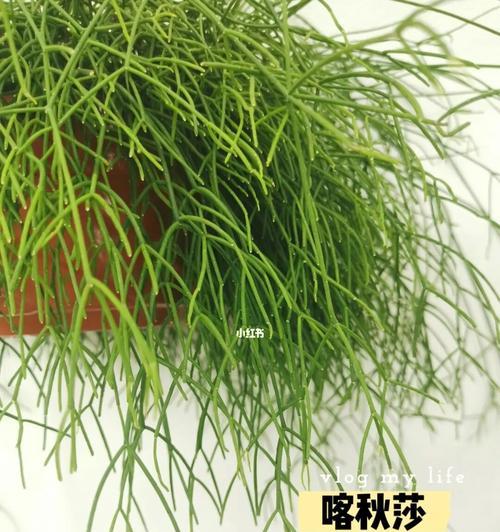 丝苇的养殖方法有哪些？
